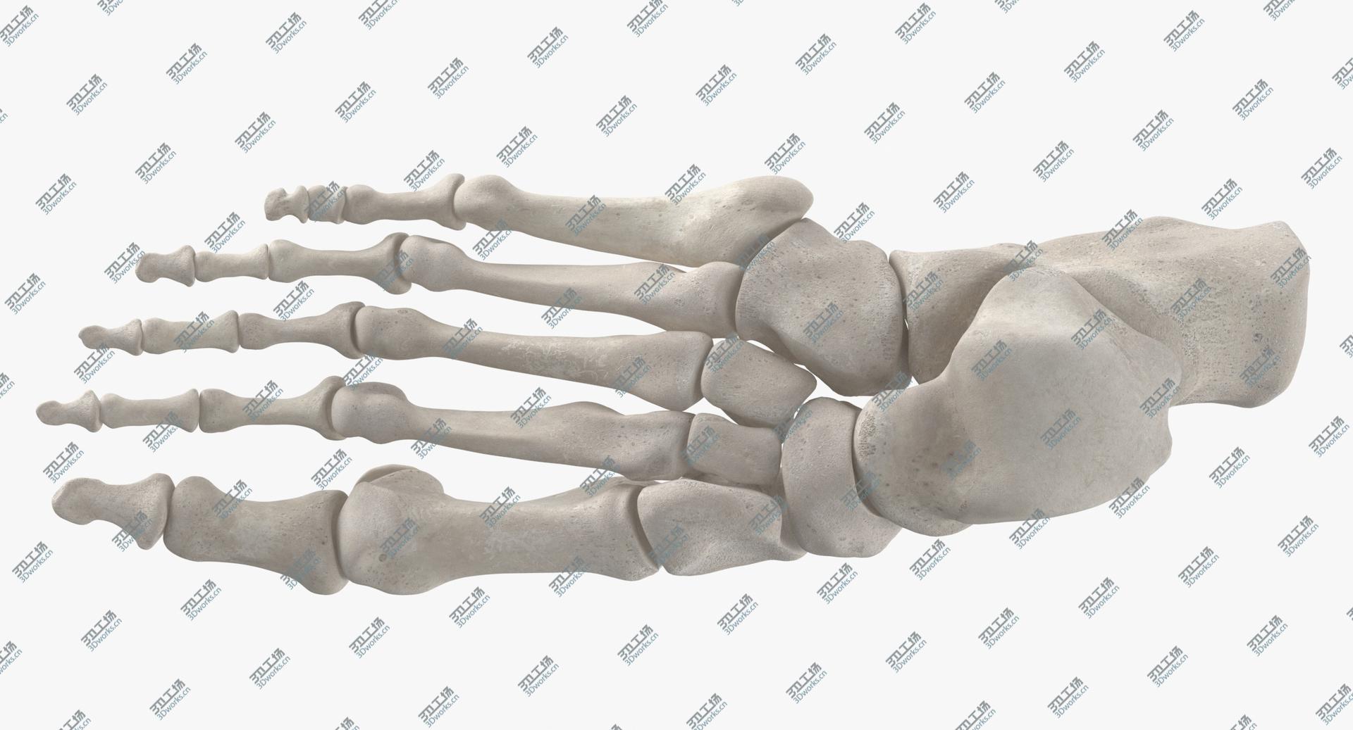 images/goods_img/2021040232/Real Human Foot Bones Anatomy 01 White model/2.jpg
